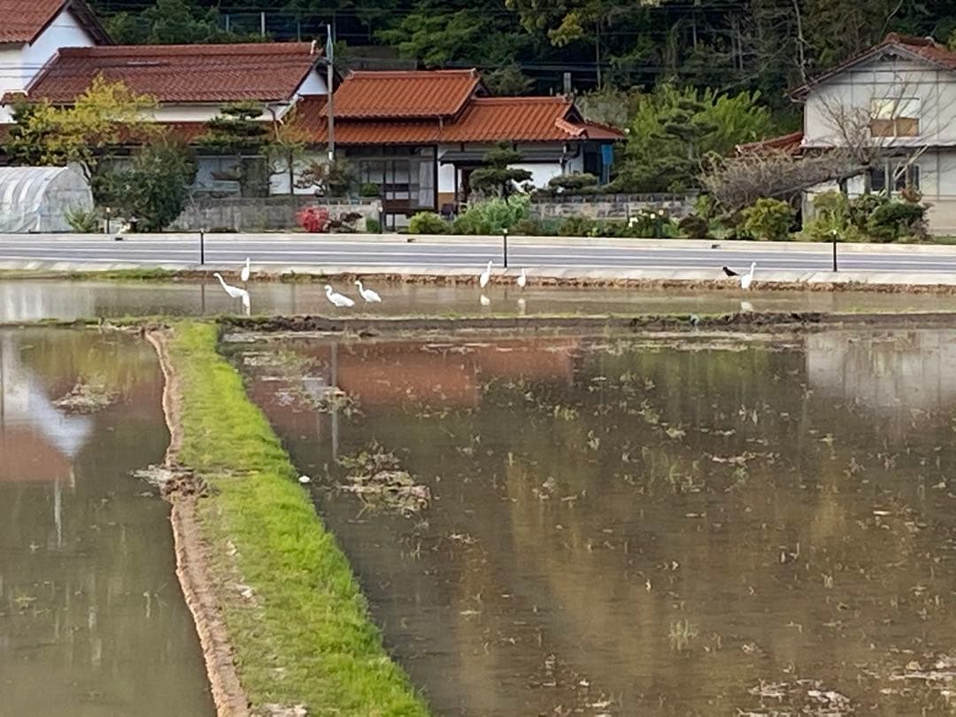 令和７年産米☆☆いのちの壱☆酵素散布米 ☆玄米 いのちの壱 １０キロ 精米無料