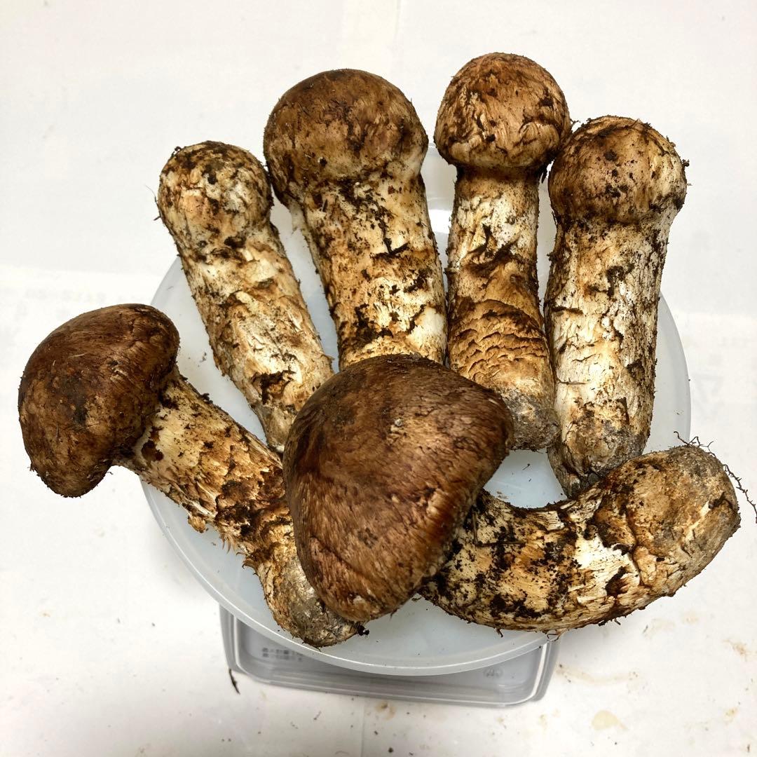 岩手県産　松茸　(400g)超え