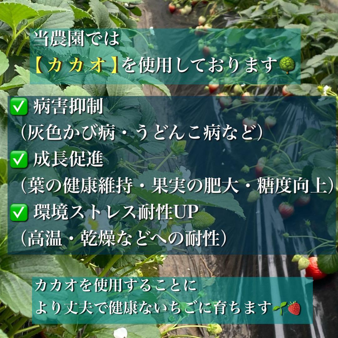 A級品 いちご 栃木 とちあいか 減農薬