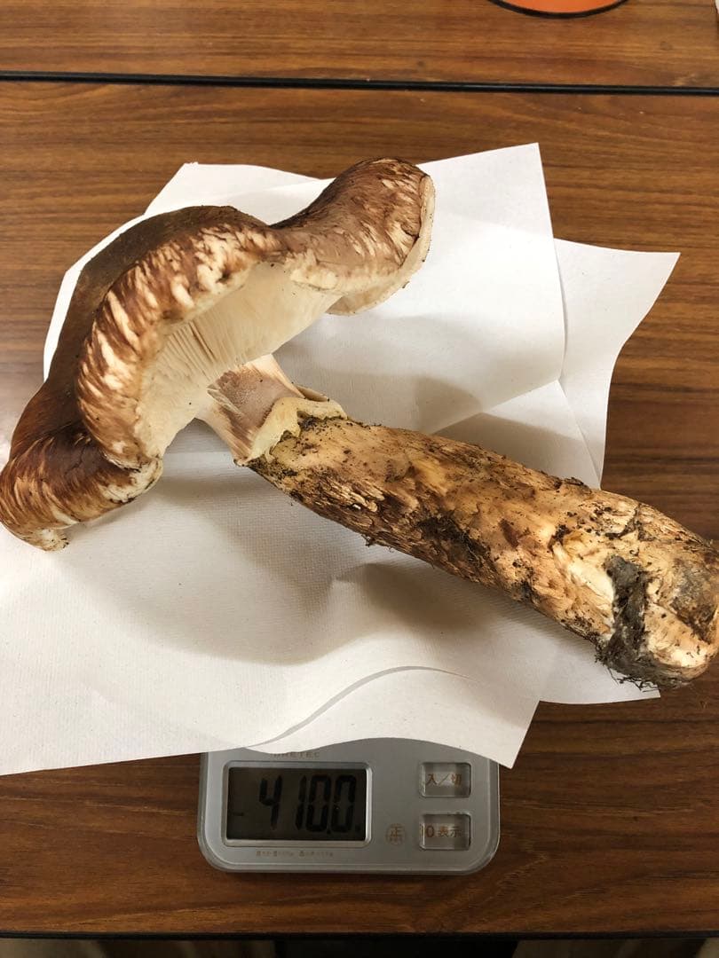 岩手県産　特大開き天然松茸（410g）①