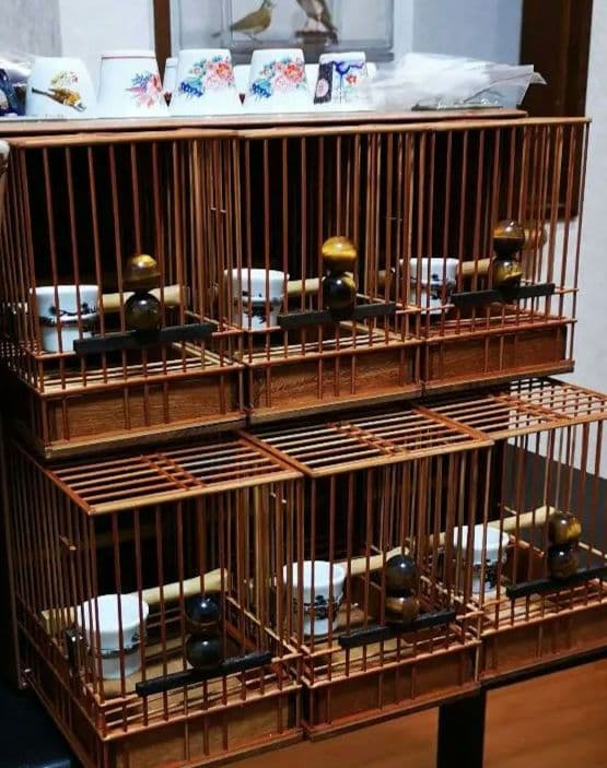 《季節限定出品》メジロ籠&寝かせ籠【最高級/優良籠】※真鍮製餌受　※限定購入特典