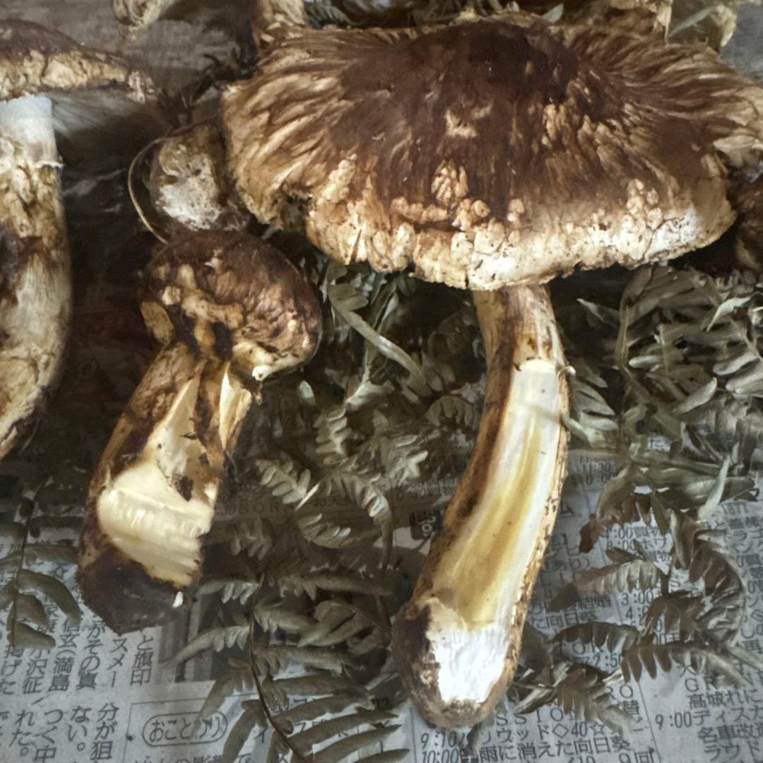 岩手県産松茸 傷訳あり 450ｇ