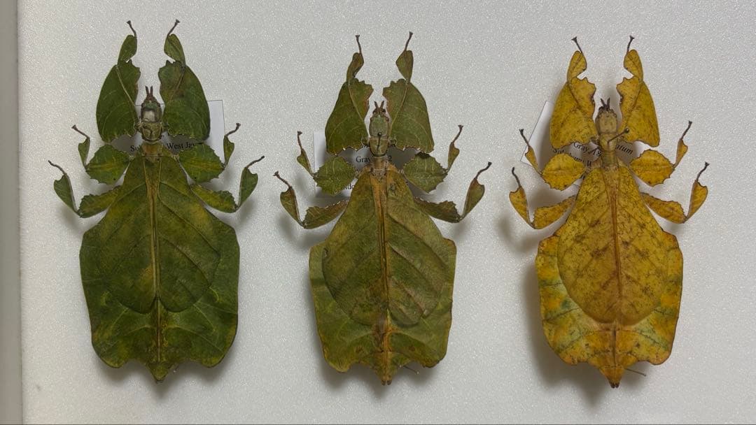 ジャワ　コノハムシ　グラデーション標本