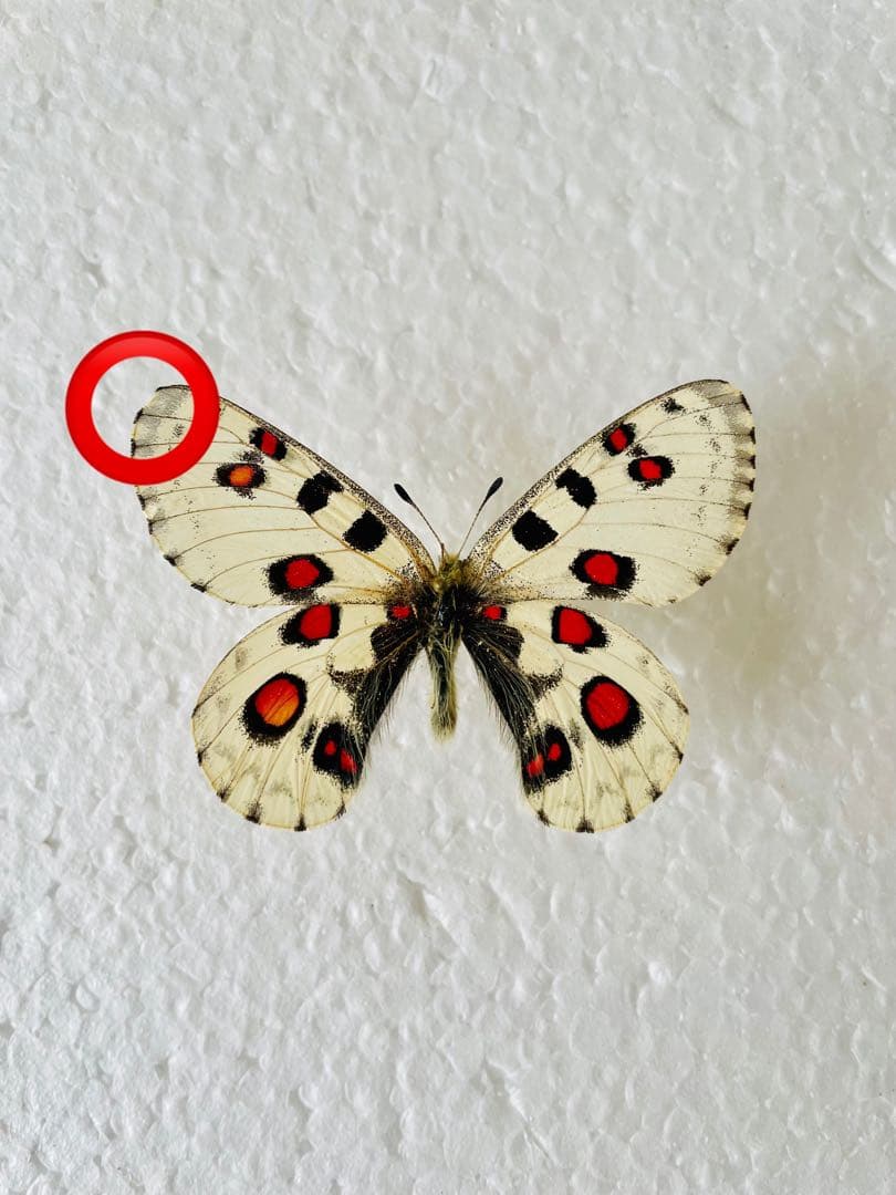 パルナシウス・ノミオン（中国青海省共和、メス）