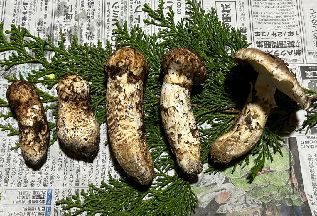 ☆信州産松茸☆今現在約190グラム☆まつたけ☆クール便送料着払い☆国産松茸☆①☆