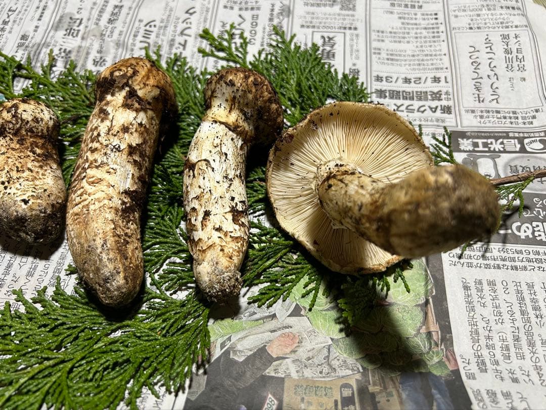 ☆信州産松茸☆今現在約190グラム☆まつたけ☆クール便送料着払い☆国産松茸☆①☆