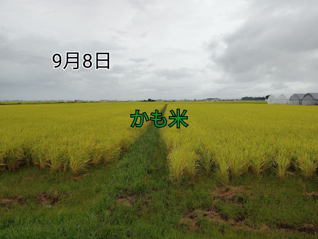 無農薬米新潟県産コシヒカリ20k