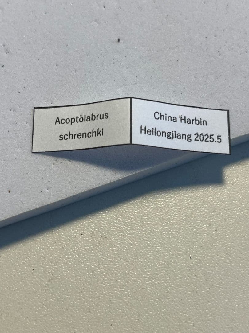 【28mm】シュレンククビナガオサムシ カブリモドキ オサムシ標本 オサムシ