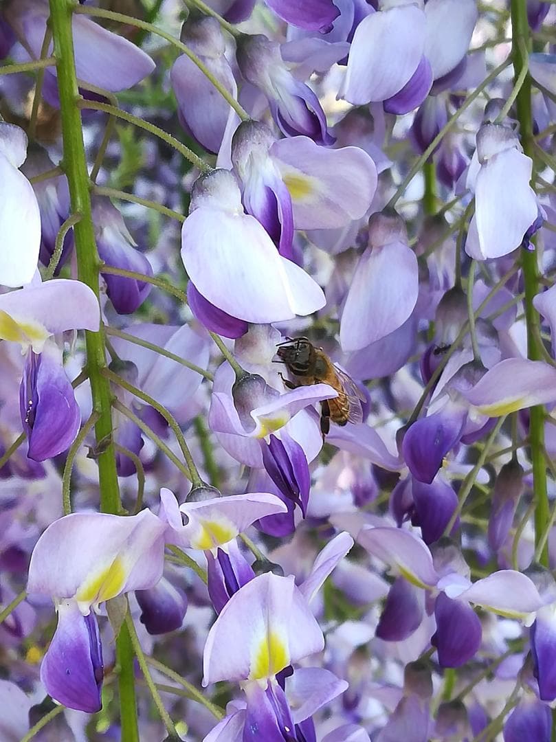オハナ【令7新蜜】国産蜂蜜 百花蜜 1000g 2本