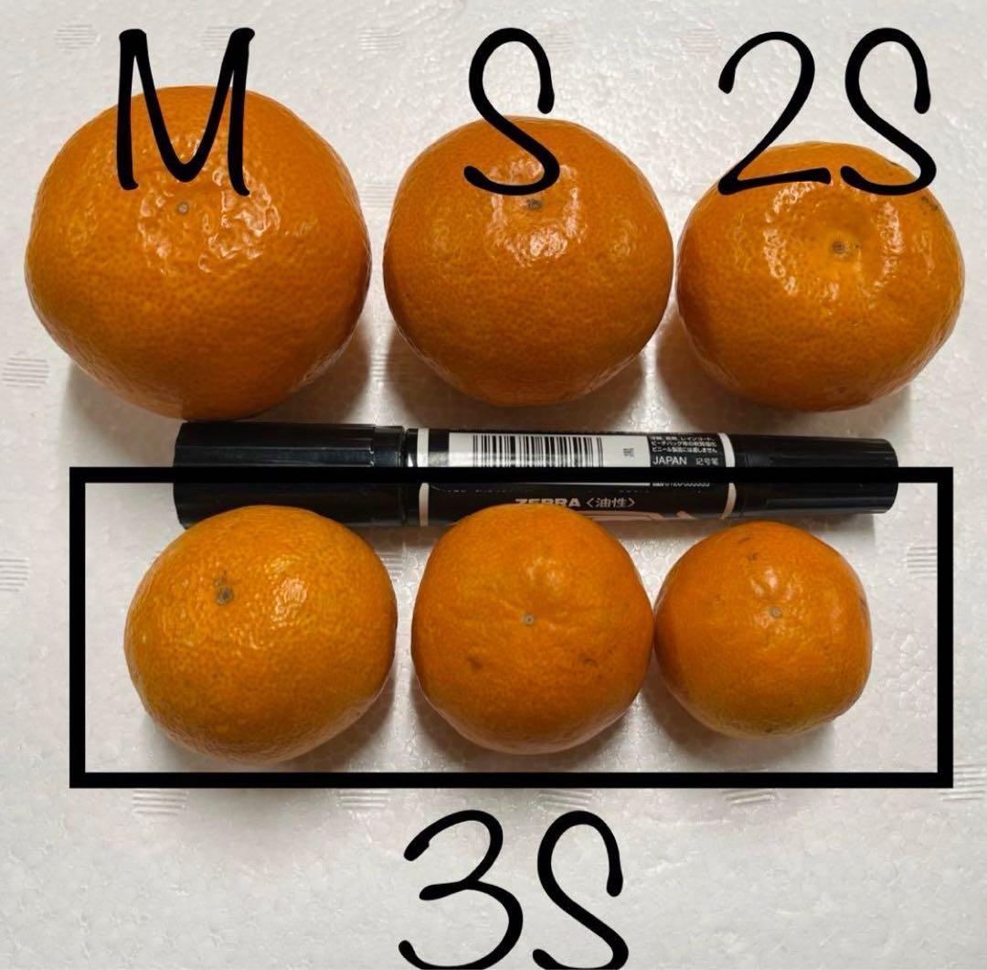 10キロも♪大坊みかん♪3Sサイズ