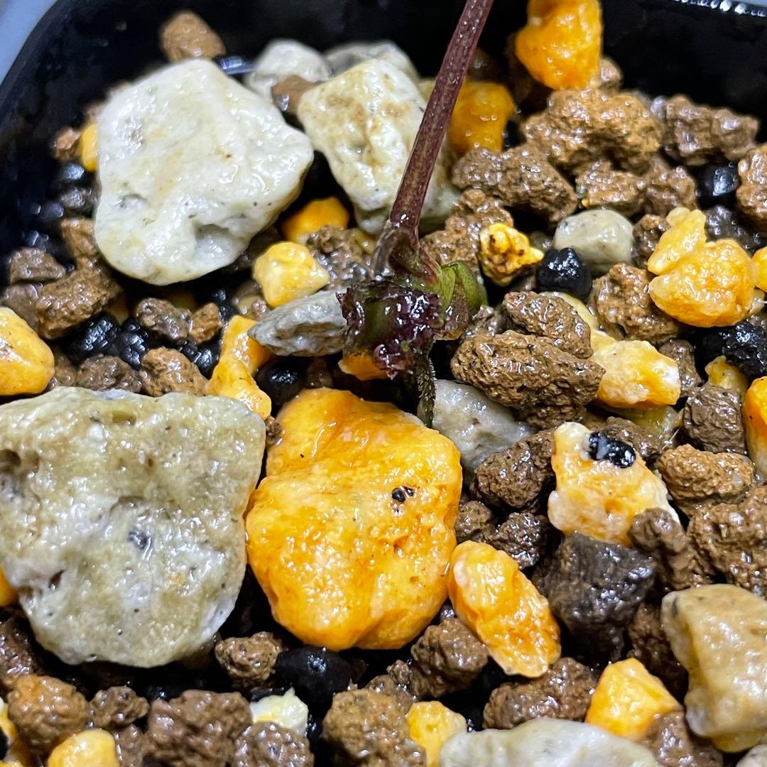 【水の国】ブセファランドラ レッドワルツ（※極小株）