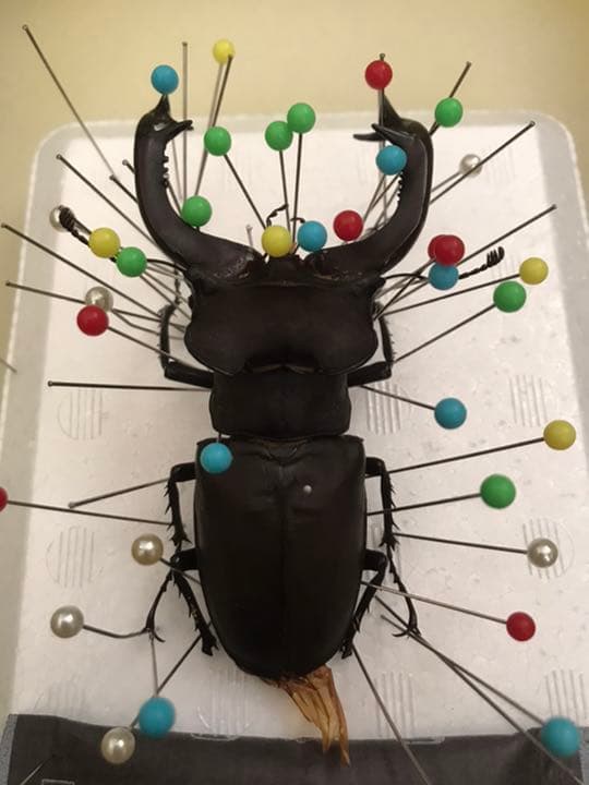 ユダイクスミヤマクワガタ　標本　94mm B品