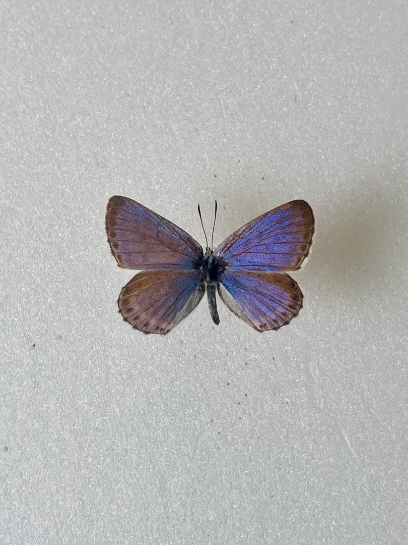 【1967年採集】オオルリシジミ（オス、青森県岩木山嶺）