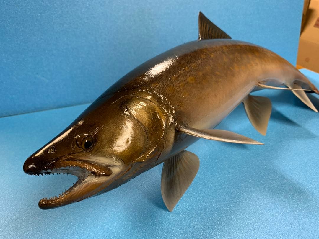 魚類剥製工房エフクラフト　ニッコウ大イワナ剥製依頼　完成品