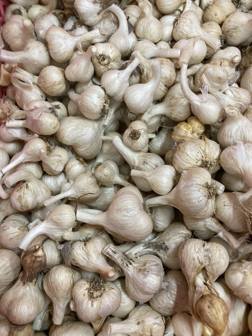 秋田県産　訳ありニンニク10kg