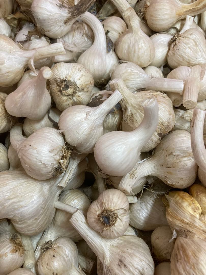 秋田県産　訳ありニンニク10kg