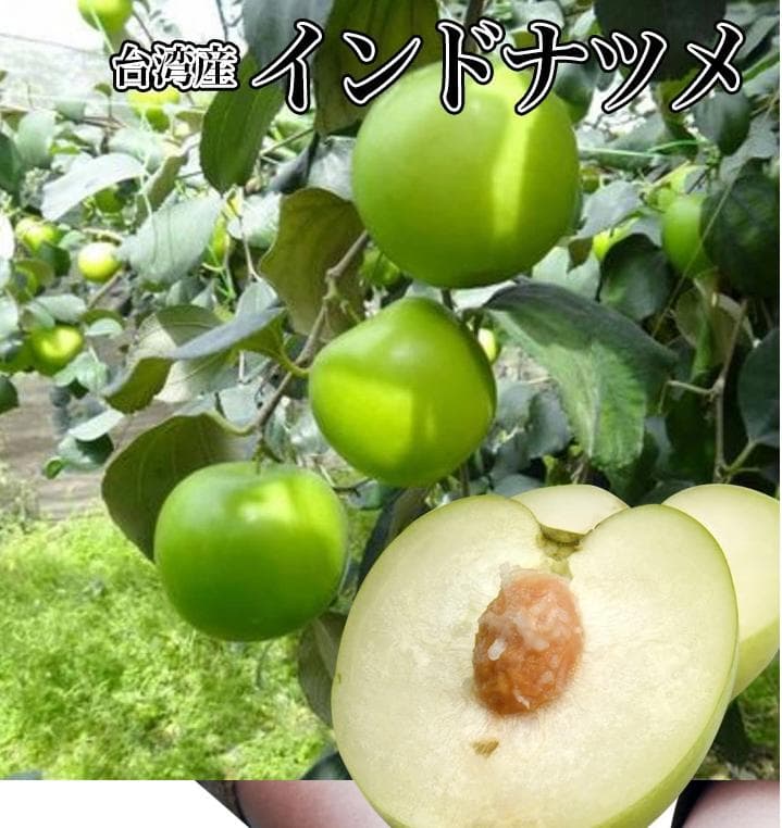 先行予約販売台湾蜜棗 Táo sữa đài loan （なつめ2.5kg /箱