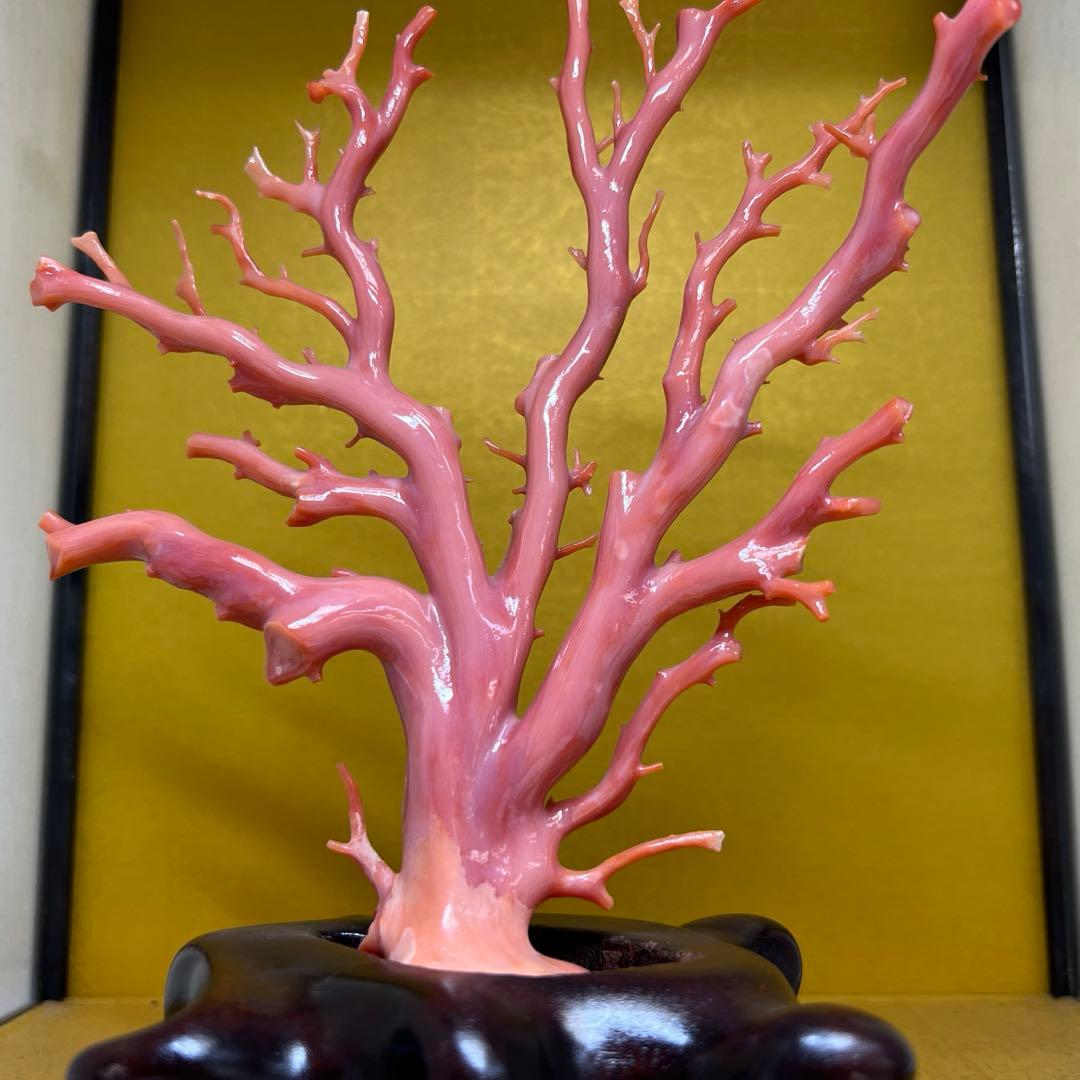 本肉赤珊瑚　ケース付　台込221g 東Y8-0130②トヒトオ