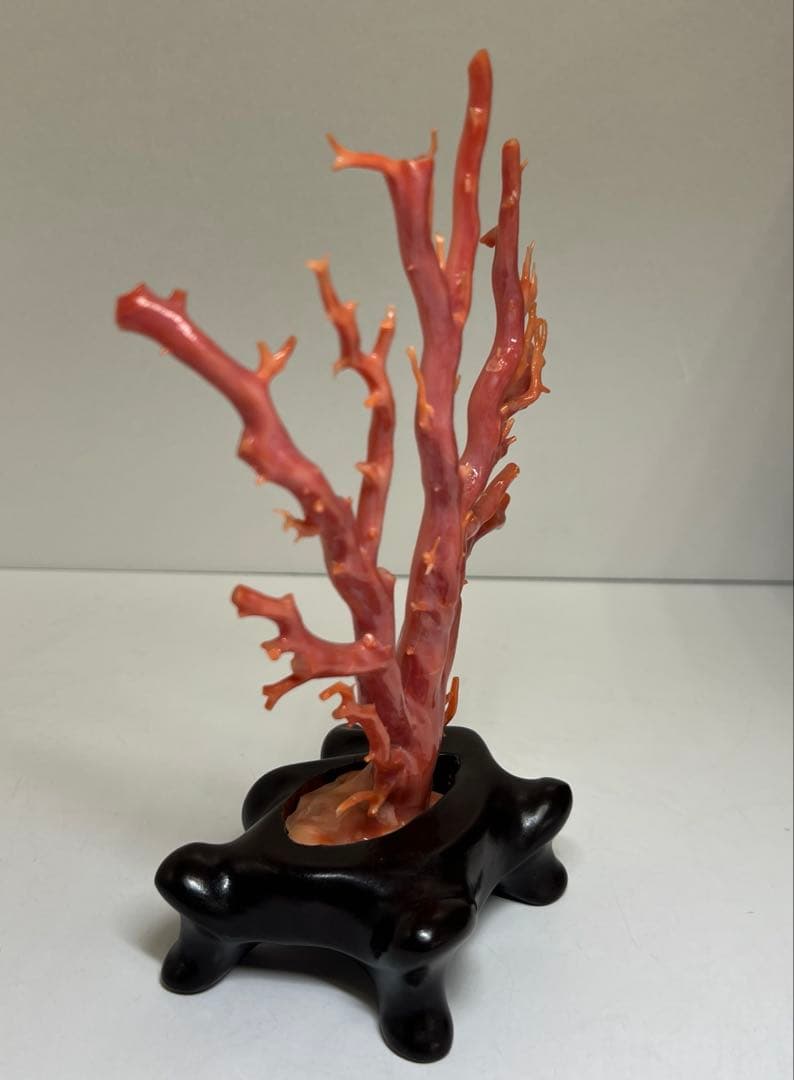 本肉赤珊瑚　ケース付　台込221g 東Y8-0130②トヒトオ