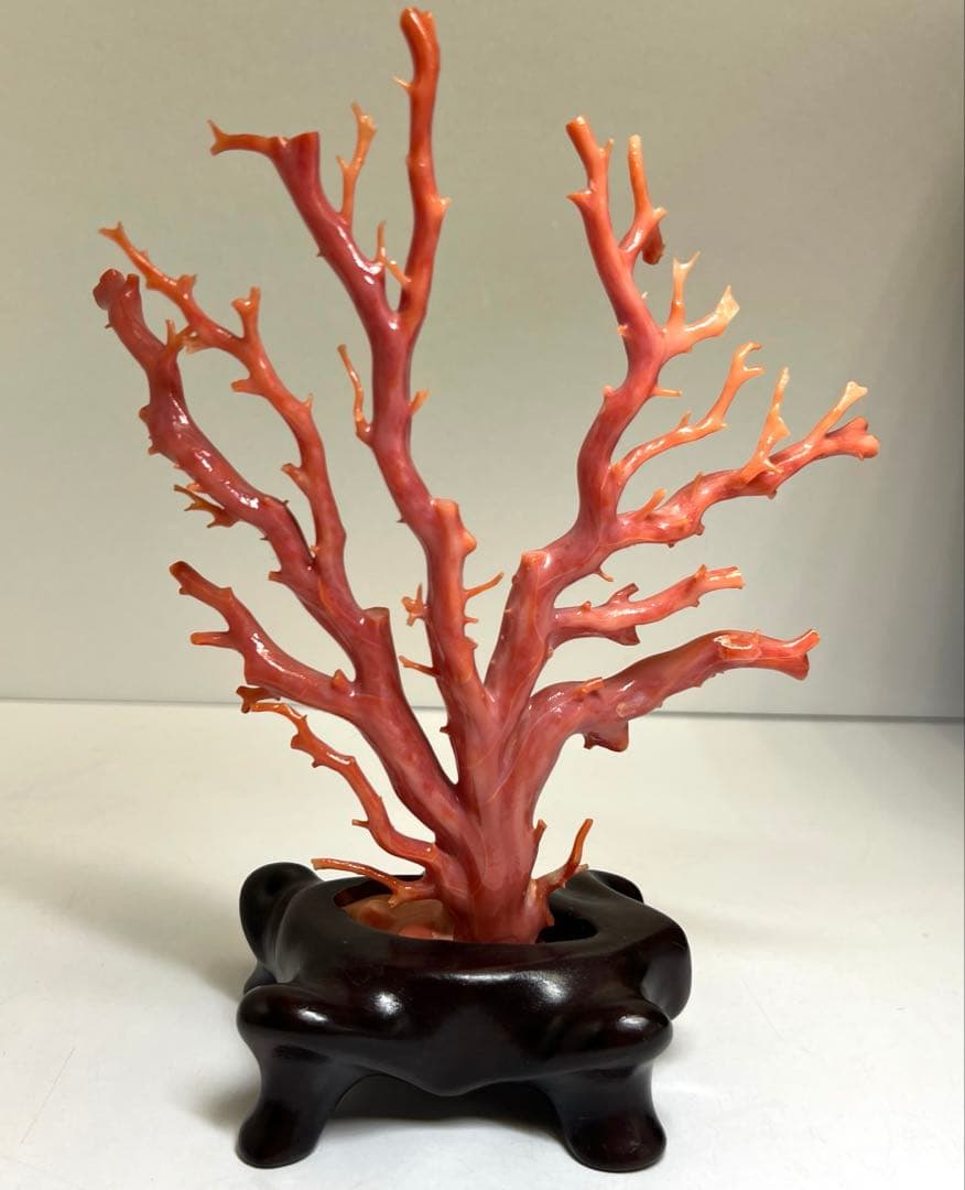 本肉赤珊瑚　ケース付　台込221g 東Y8-0130②トヒトオ