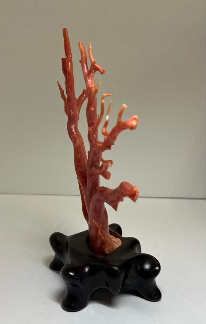 本肉赤珊瑚　ケース付　台込221g 東Y8-0130②トヒトオ
