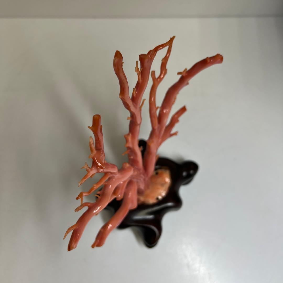 本肉赤珊瑚　ケース付　台込221g 東Y8-0130②トヒトオ