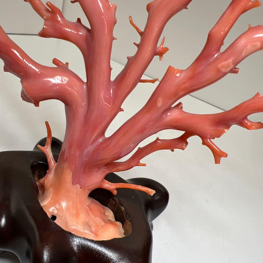 本肉赤珊瑚　ケース付　台込221g 東Y8-0130②トヒトオ