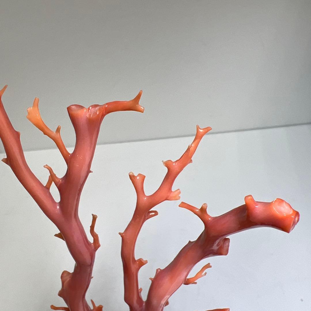 本肉赤珊瑚　ケース付　台込221g 東Y8-0130②トヒトオ