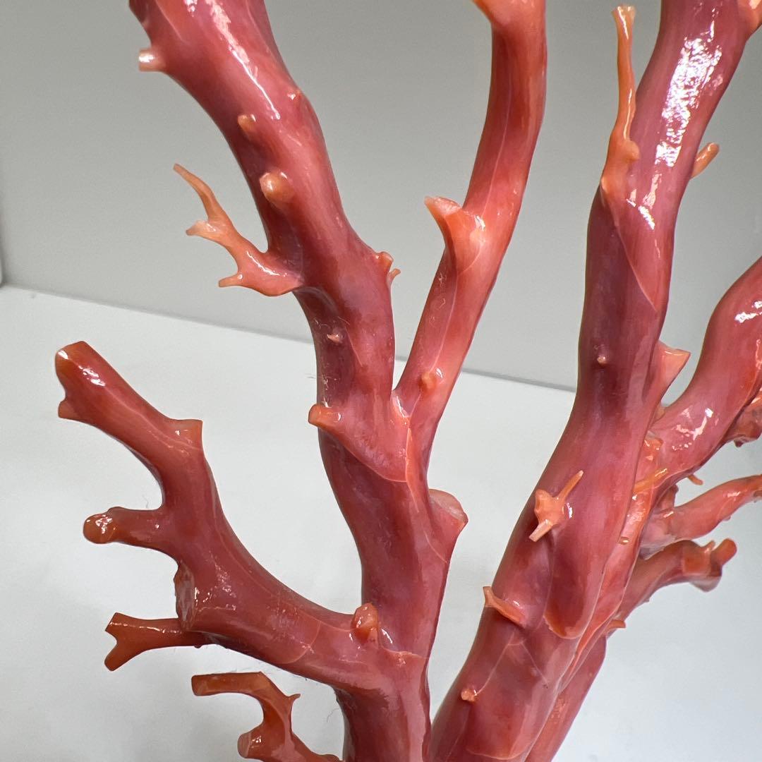 本肉赤珊瑚　ケース付　台込221g 東Y8-0130②トヒトオ