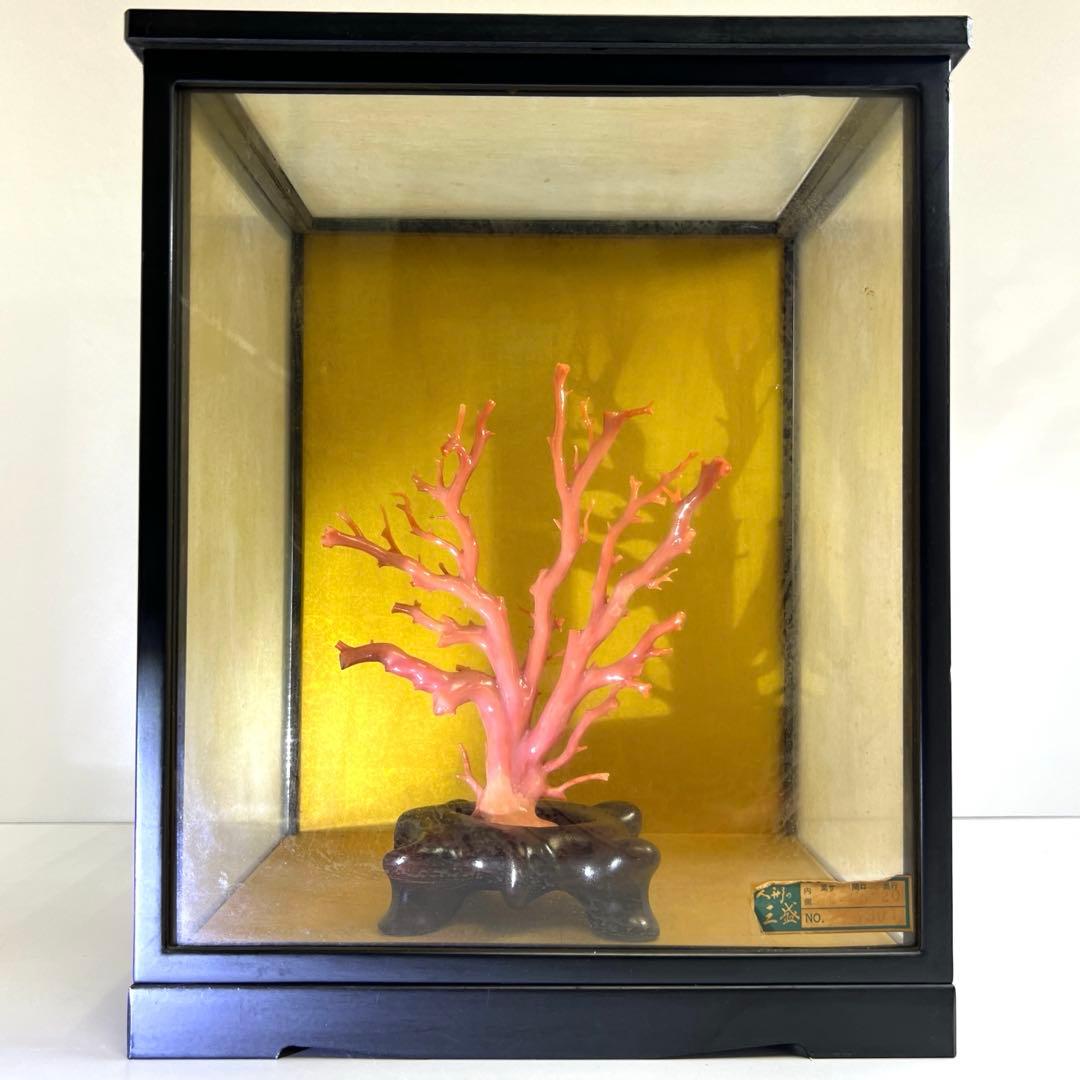 本肉赤珊瑚　ケース付　台込221g 東Y8-0130②トヒトオ