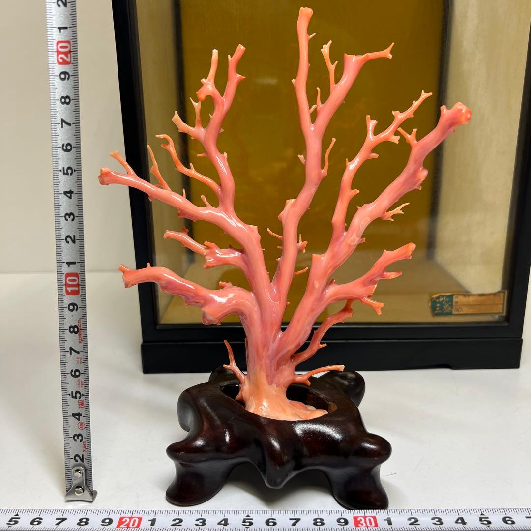 本肉赤珊瑚　ケース付　台込221g 東Y8-0130②トヒトオ