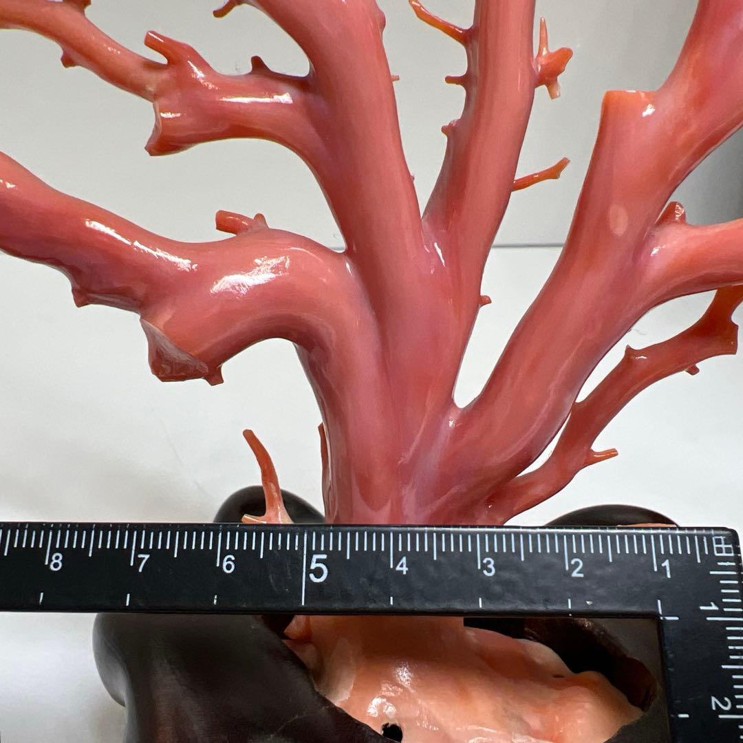 本肉赤珊瑚　ケース付　台込221g 東Y8-0130②トヒトオ