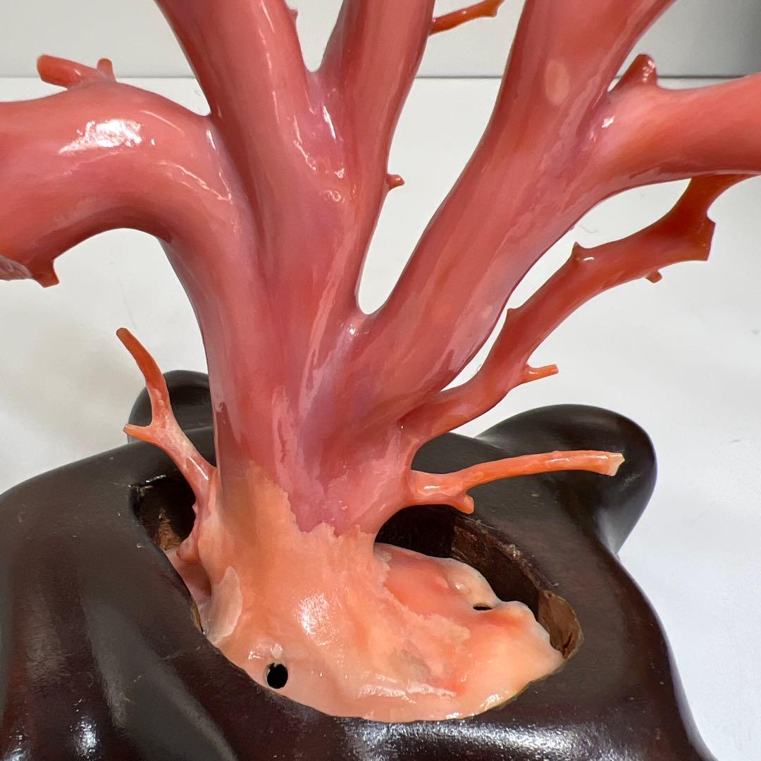 本肉赤珊瑚　ケース付　台込221g 東Y8-0130②トヒトオ