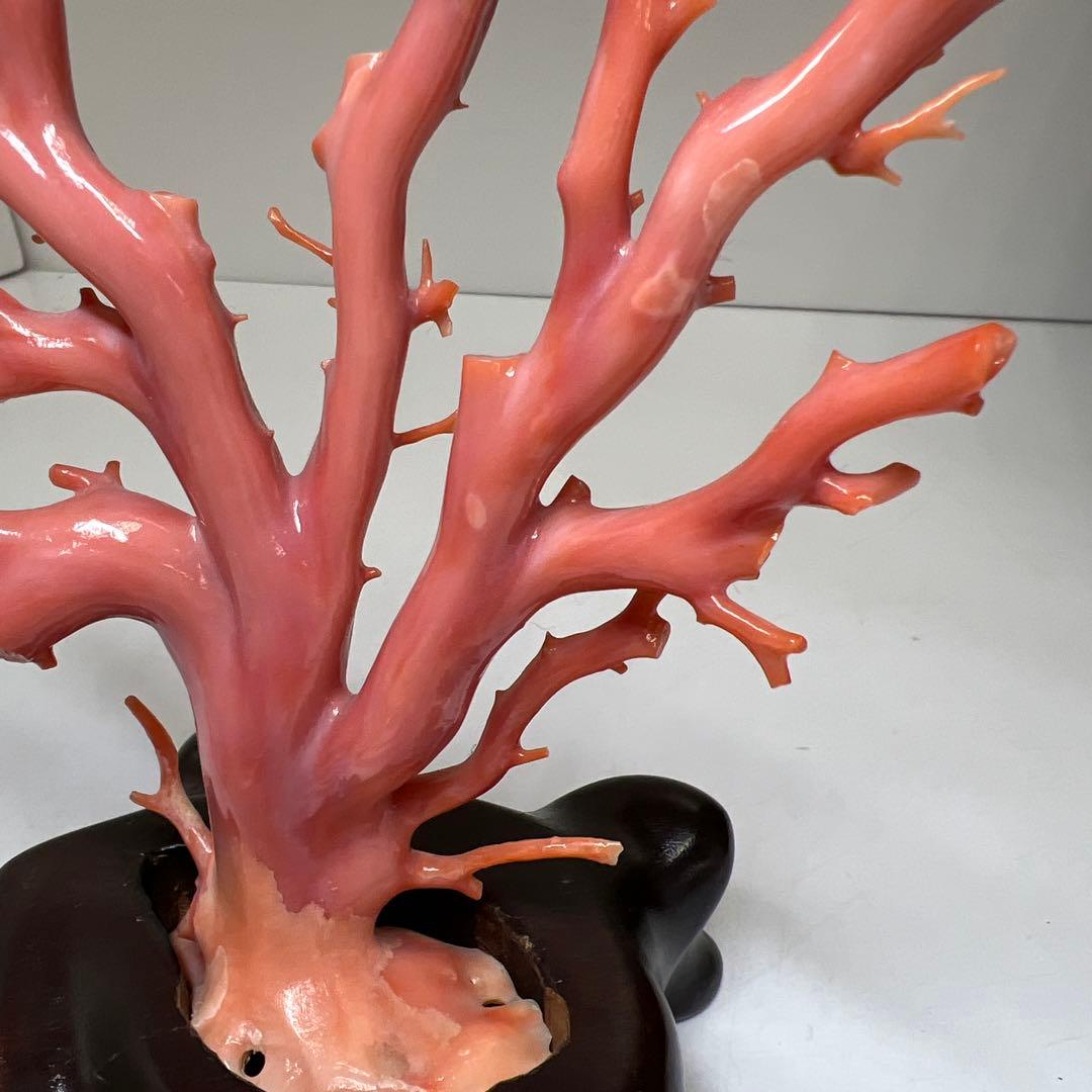 本肉赤珊瑚　ケース付　台込221g 東Y8-0130②トヒトオ