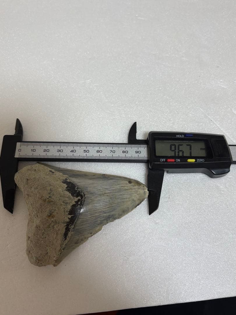 化石サメの歯メガロドンインドネシア約9.6cm 約134g 新生代第三紀中新世