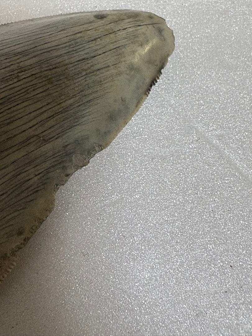 化石サメの歯メガロドンインドネシア約9.6cm 約134g 新生代第三紀中新世