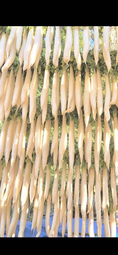 私*ん様 干し大根　14キロ