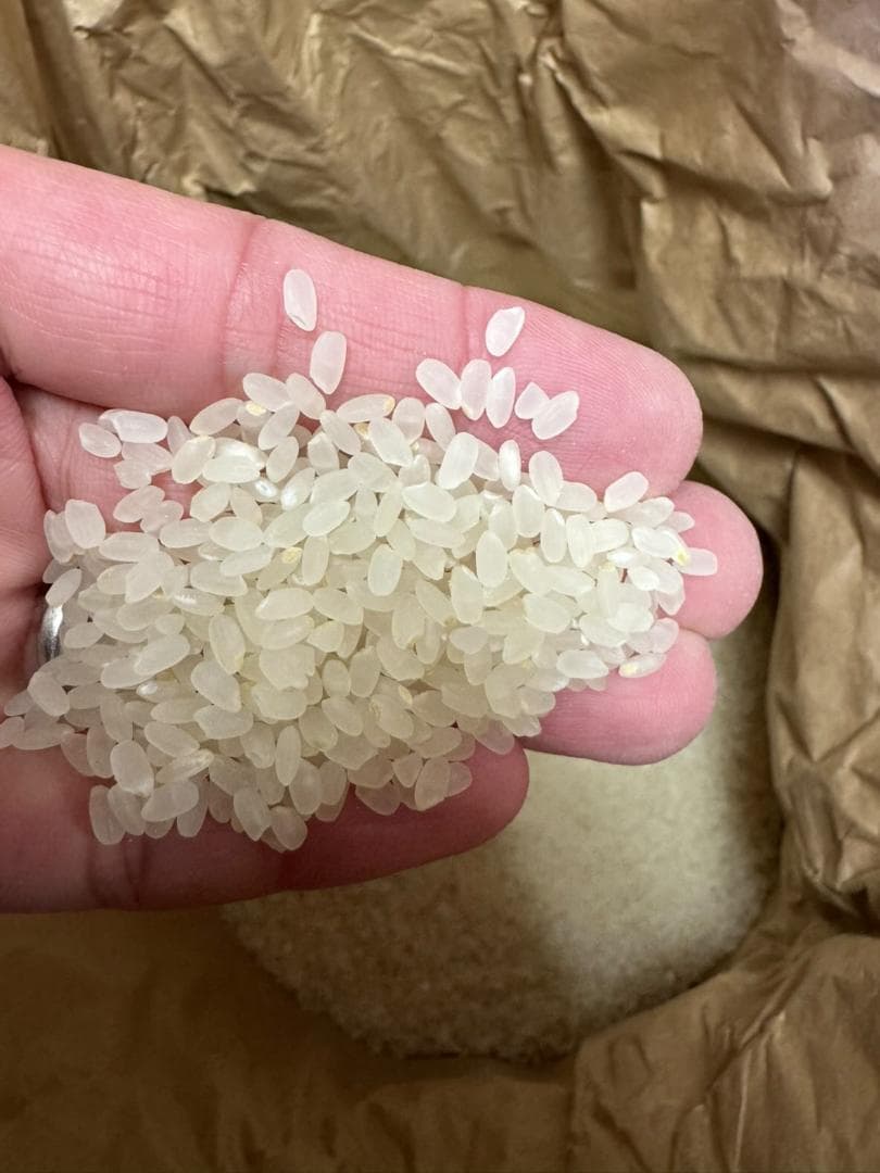 令和7年度産　山口県産（新米）10kg恋の予感　白米/玄米　農家直送　送料無料