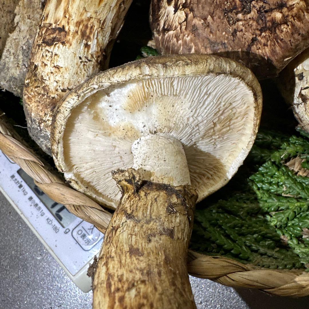 訳あり品‼️国産天然松茸‼️780g‼️