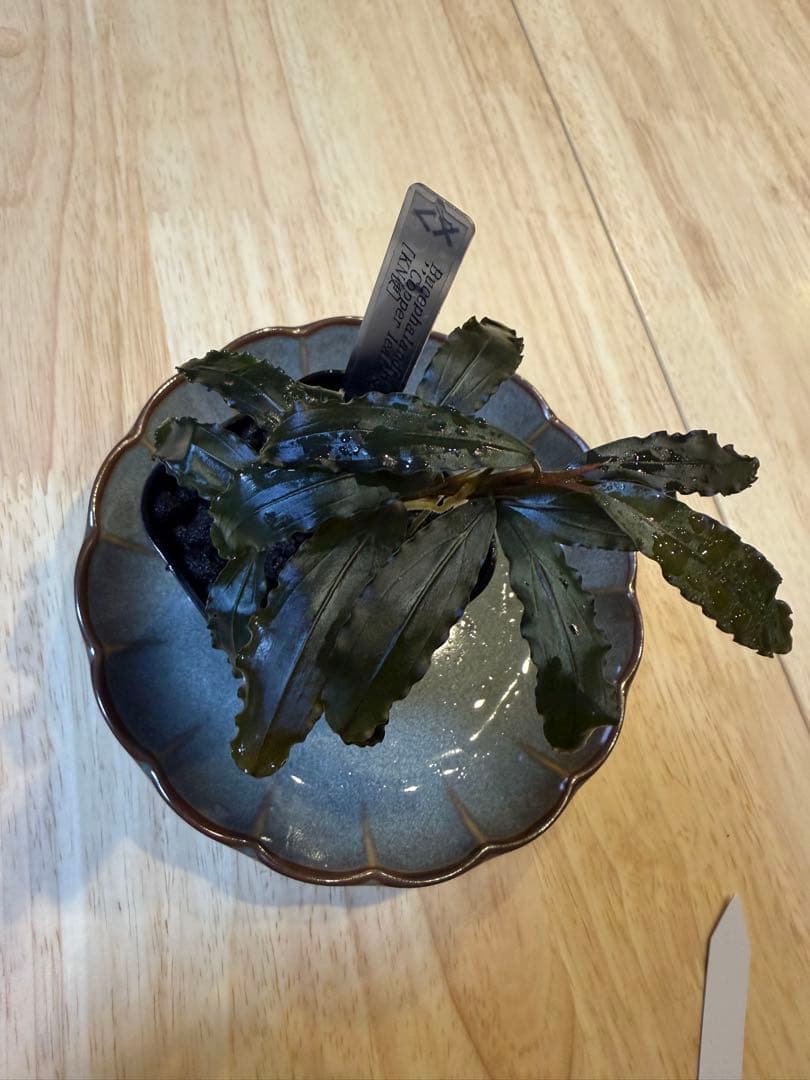 ブセファランドラお得セット E