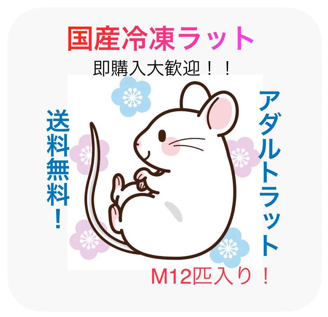 【即購入OK！】国産冷凍ラットホッパーL30匹入