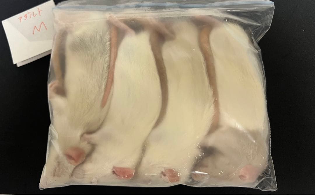 【即購入OK！】国産冷凍ラットホッパーL30匹入