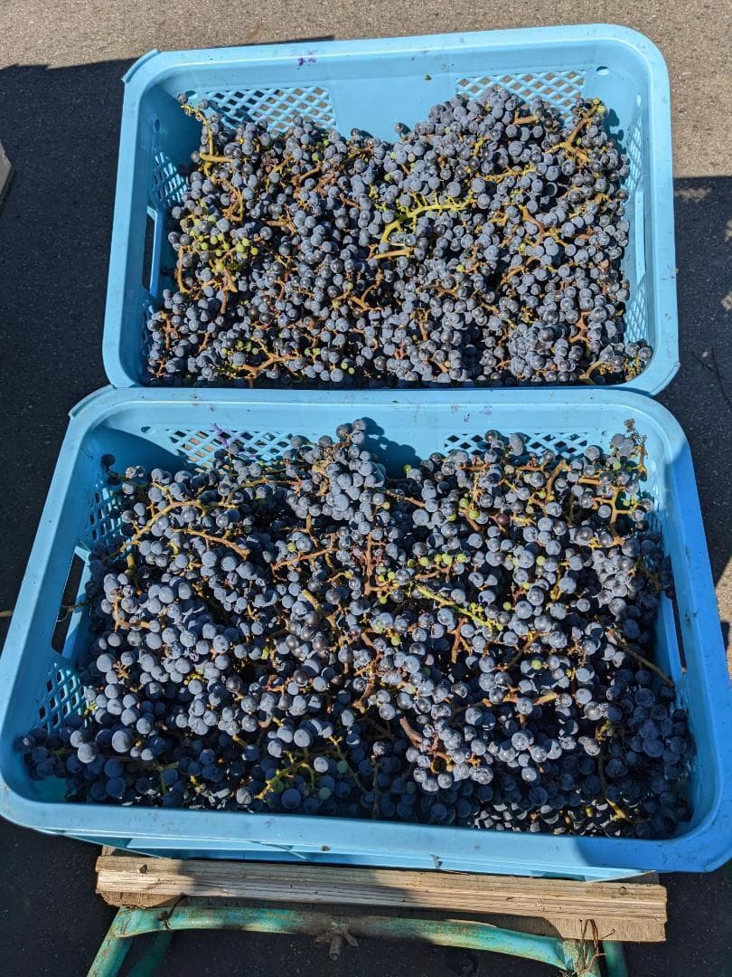 【チップ】山ぶどう １2㎏　山形県月山山麓産⑤