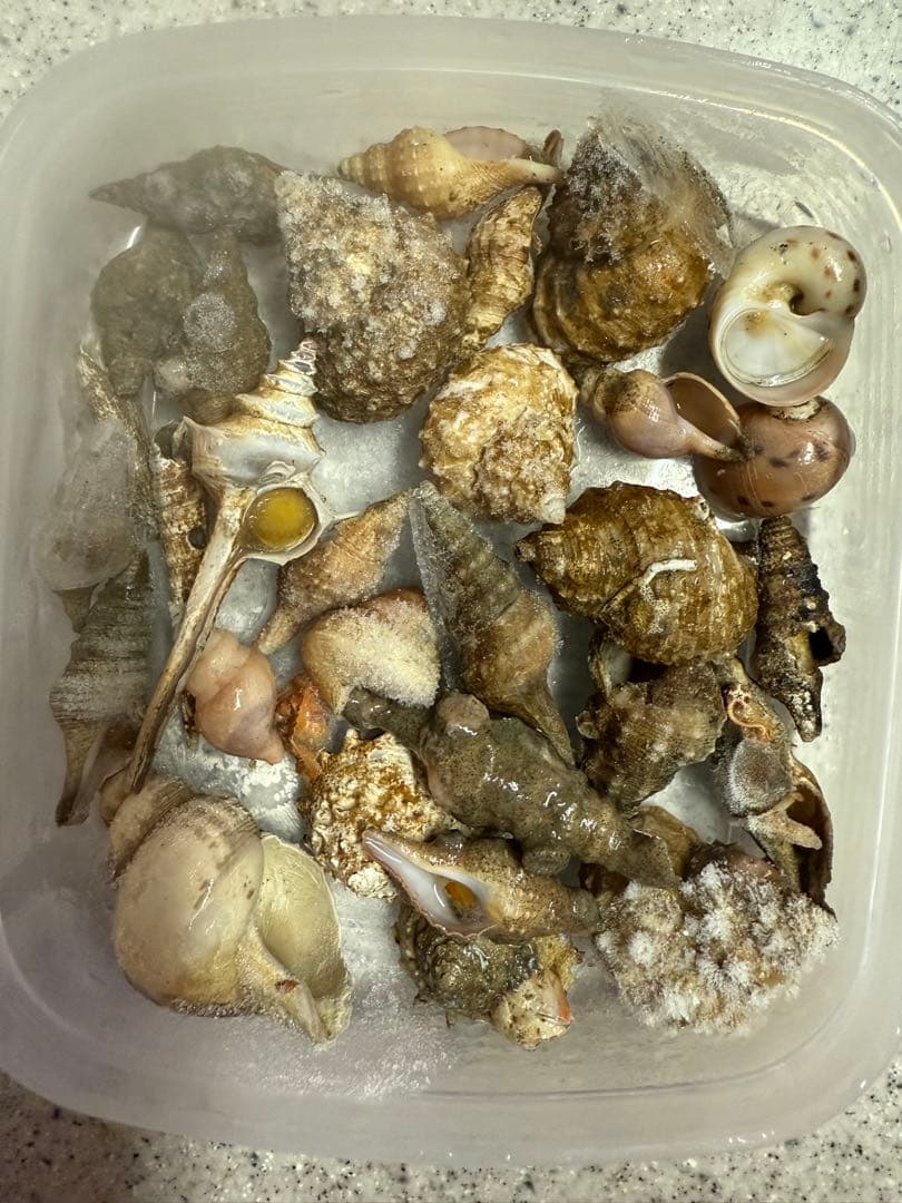 m*a様 貝　まとめ売り