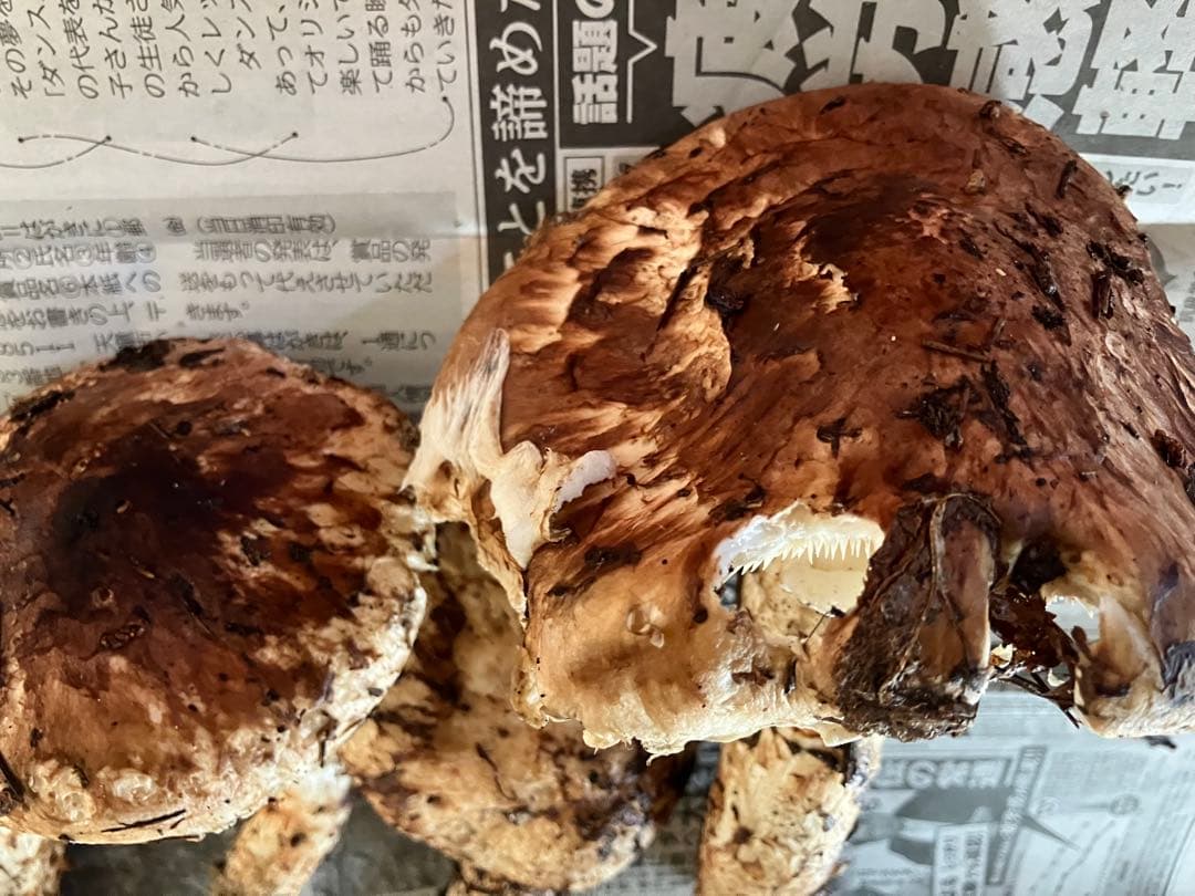 山形県産　松茸　約600g