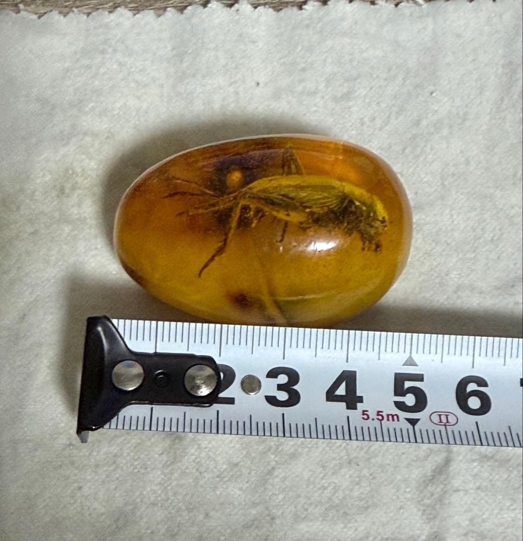 虫入り琥珀 天然アンバー 約30g 高透明 大型昆虫封入 標本