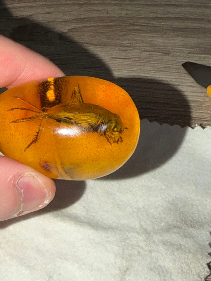 虫入り琥珀 天然アンバー 約30g 高透明 大型昆虫封入 標本