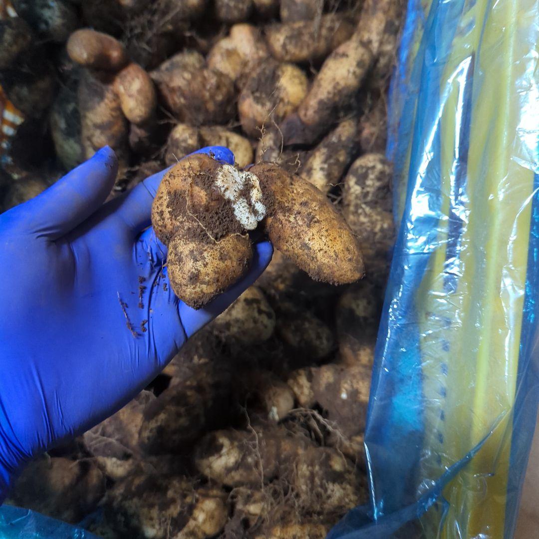 ★su★　新物　やまと芋　80kg　3~4月頃？　ご購入