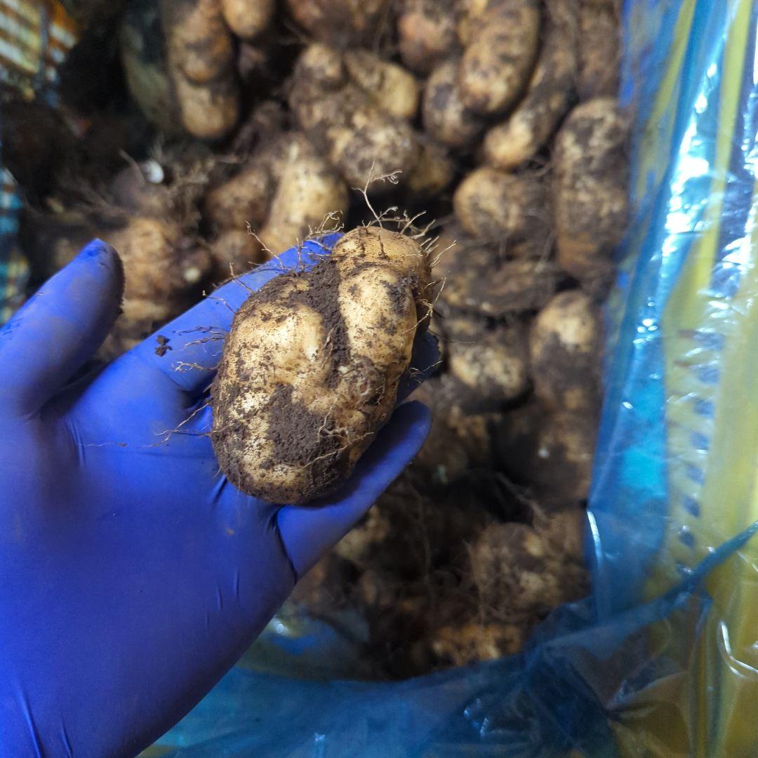 ★su★　新物　やまと芋　80kg　3~4月頃？　ご購入