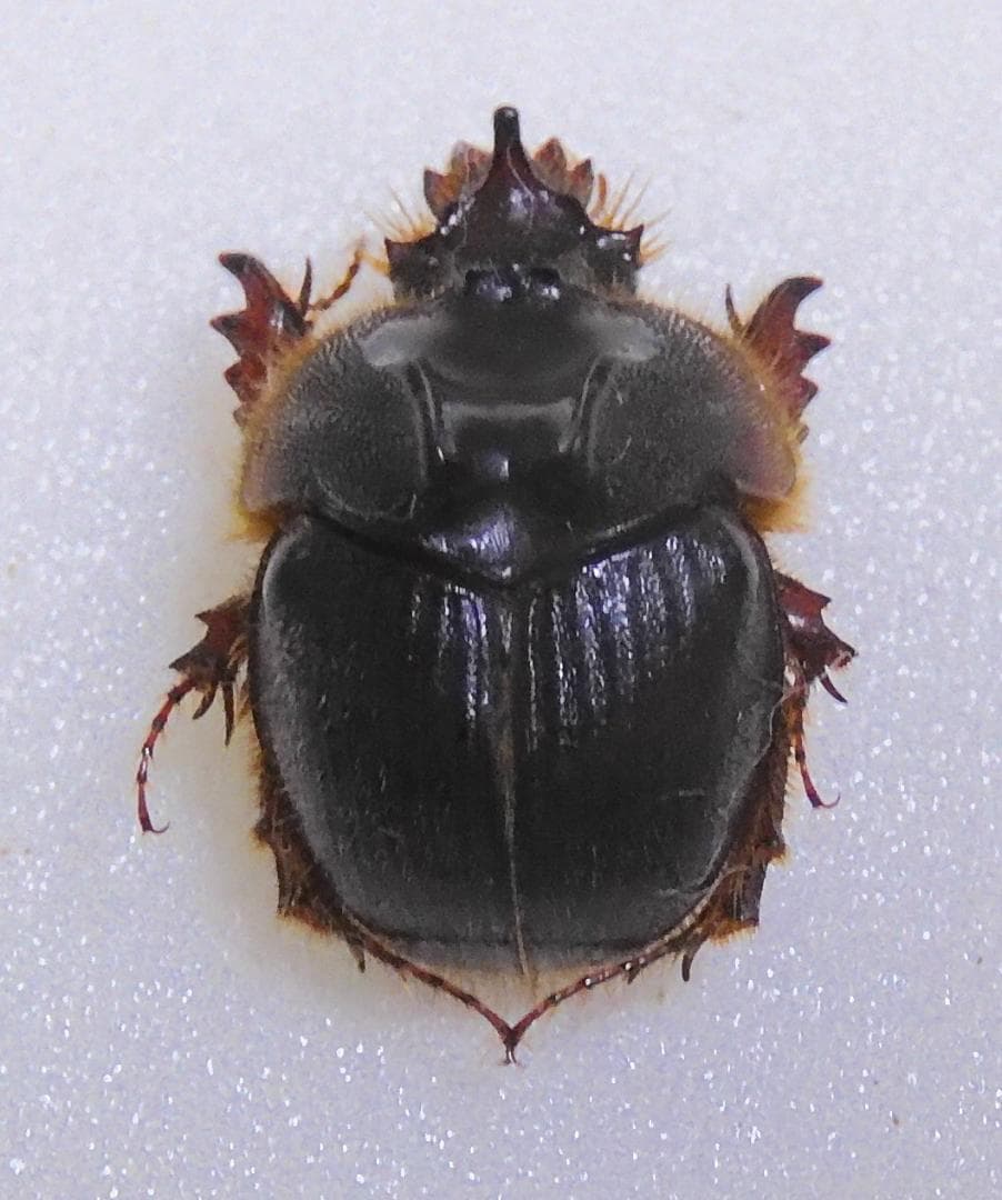 パラグアイ産センチコガネ 15mm